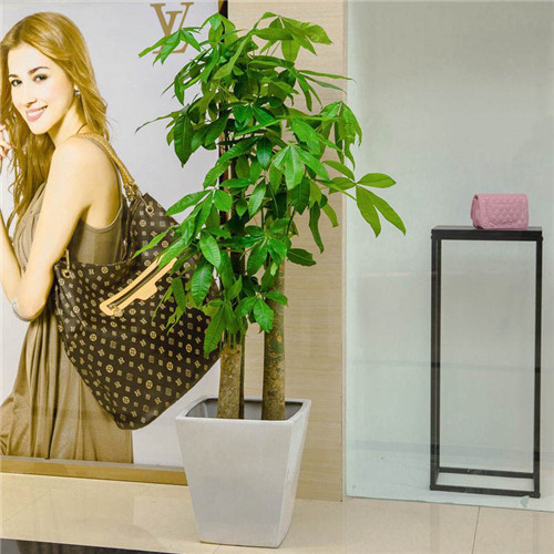 步步高發(fā)財樹