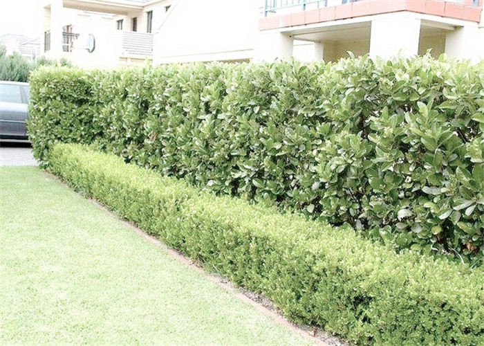 園林綠化養(yǎng)護(hù)