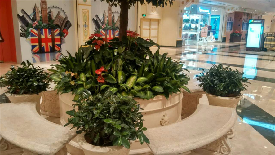 上海環球港商業廣場室內綠植租擺案例展示