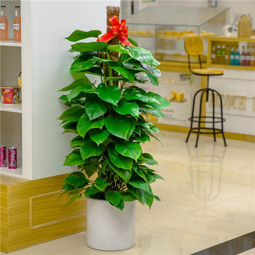 588植物租賃套餐