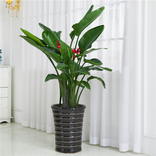 各種場所花卉植物租賃方案建議