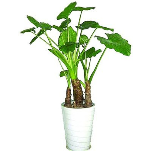 滴水觀音植物到底應該怎么養